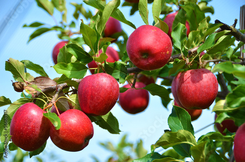 Fototapeta Ripe apples on the tree