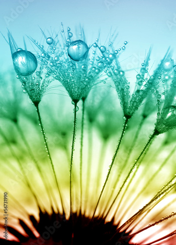 Fototapeta dewy dandelion