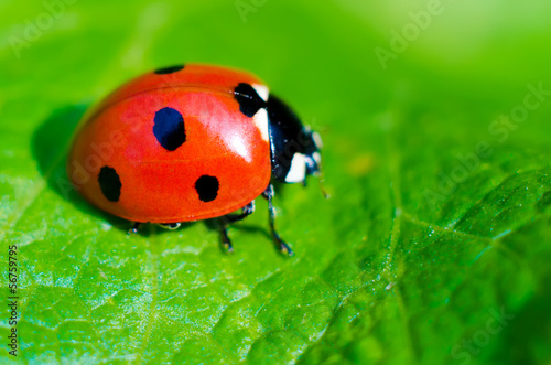 Fototapeta ladybug