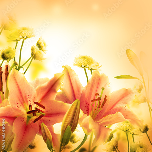  Multi-colored lilies on a dark background