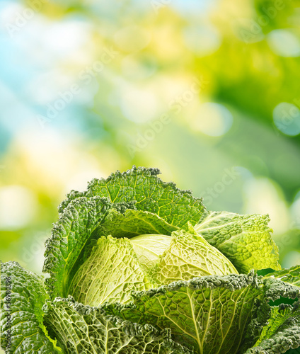 Fototapeta Fresh raw cabbage in the garden