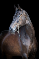 Fotoroleta koń ssak portret