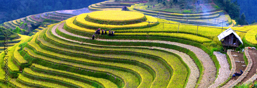Fototapeta Terraced rice fields