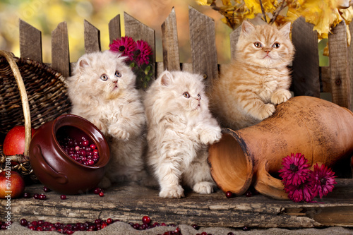 Lacobel Persian kittens