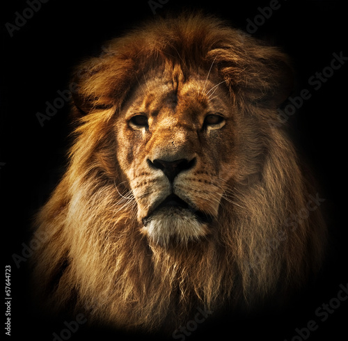 Lacobel Lion portrait with rich mane on black