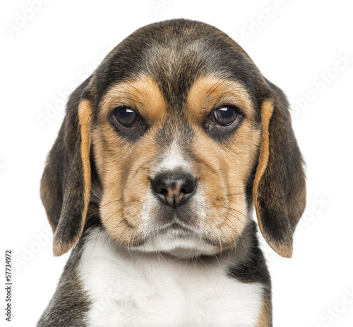  Close-up of a Beagle puppy looking at the camera, isolated
