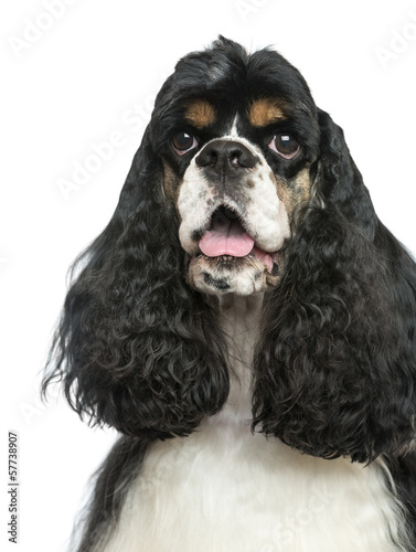  Close-up of an American Cocker Spaniel panting, isolated