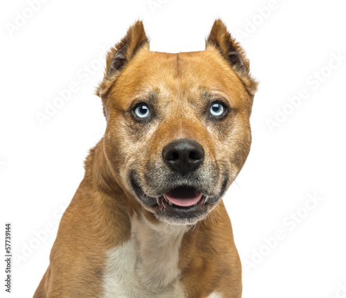 Fototapeta American Staffordshire Terrier, panting, isolated on white