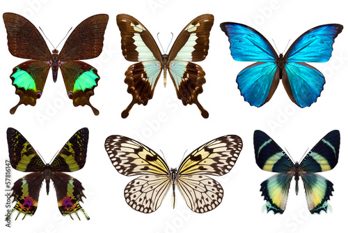  Many different beautiful butterflies