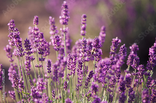 Fototapeta Lavender flowers in the field