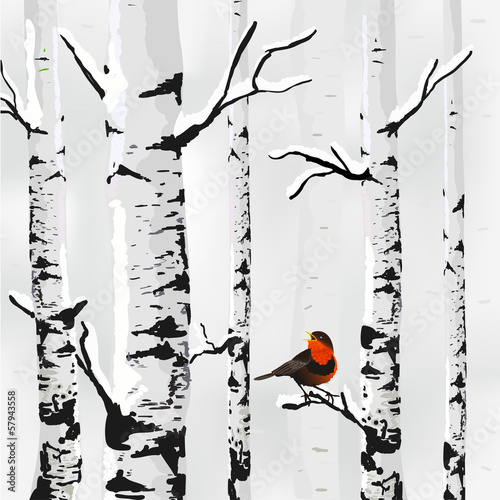 Fototapeta Birch in snow, winter card in vector