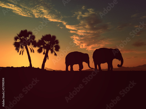 Fototapeta Elephants