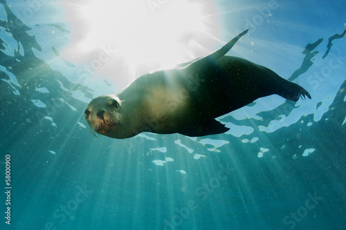 Fototapeta sea lion underwater looking at you