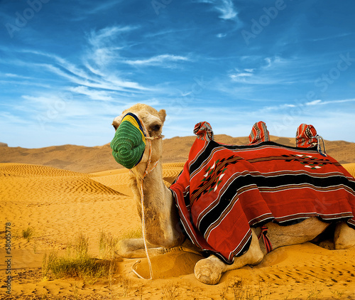  Tourist camel on sand dunes in the desert