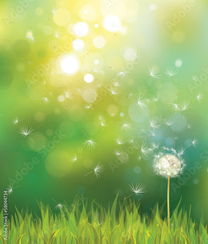  Vector of spring background with white dandelion.