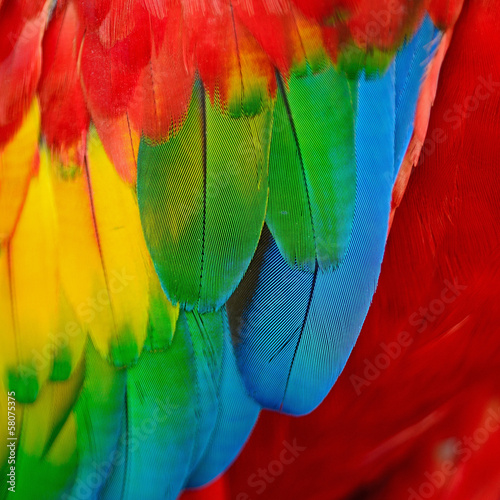 Fototapeta Scarlet Macaw feathers