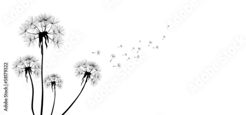 Fototapeta dandelions on white background