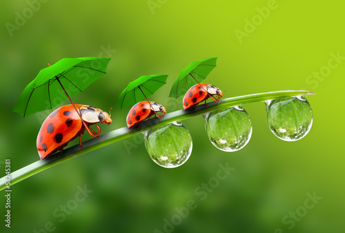 Fototapeta Three ladybugs with umbrela walking on the grass.