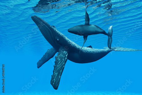 Fototapeta Humpback Whale Bonding