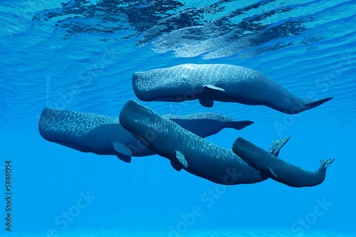 Fototapeta Sperm Whale Family