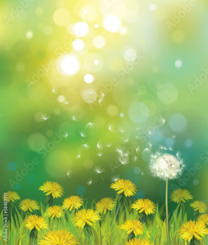 Fototapeta Vector of spring background with dandelions.