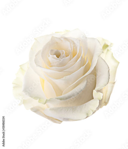 Bud of a white rose. isolated