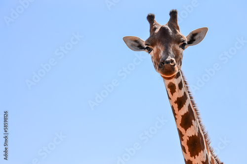 Fototapeta Giraffe