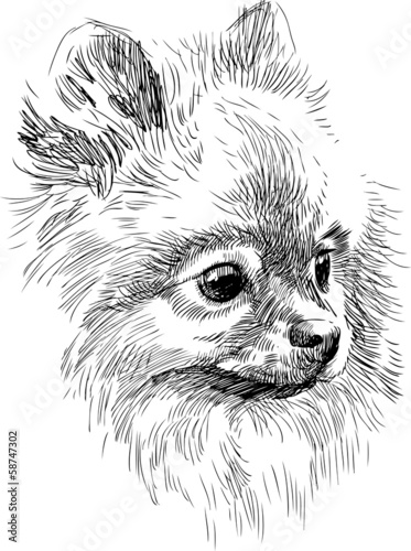  portrait of cute dog