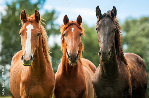 Fototapeta Group of three young horses on the pasture
