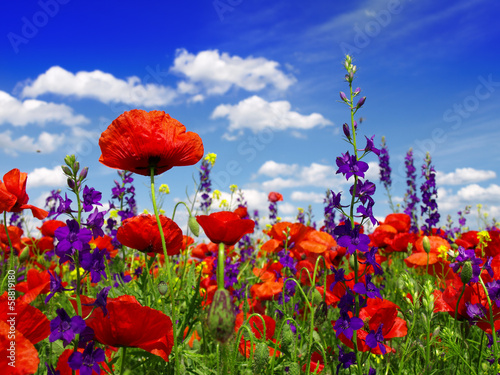 Summer wildflowers and clouds