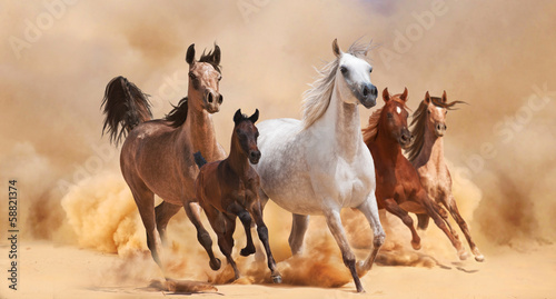 Fototapeta Horses in sand dust