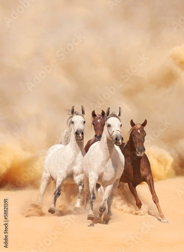  Horses in sand dust