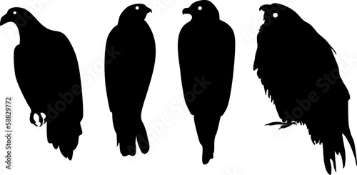 Fototapeta Silhouettes of different birds of prey