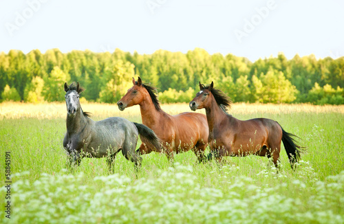 Fototapeta Three horse running trot at flower field in summer