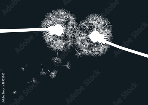 dwa-biale-dandelions-na-czarnym-tle