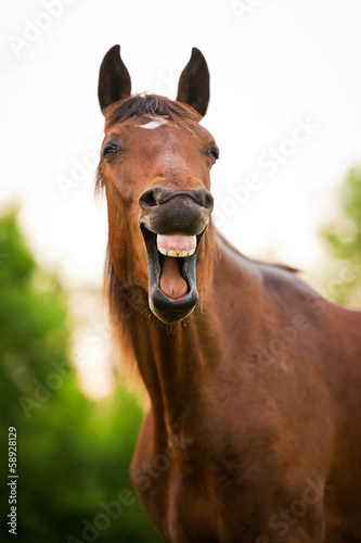 Fototapeta Bay horse yawning