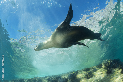 Lacobel sea lion underwater