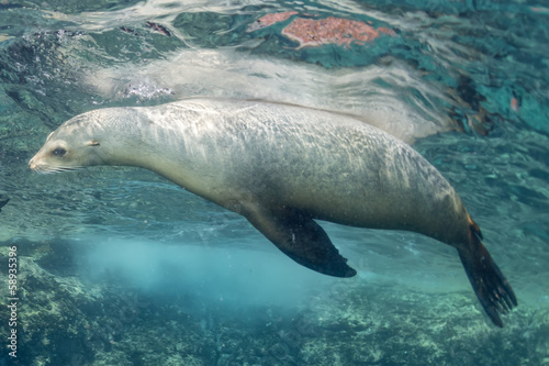Lacobel sea lion underwater