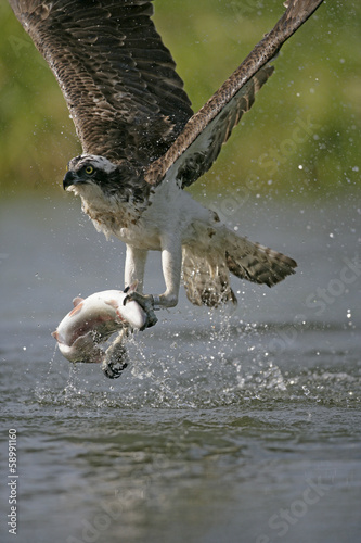 Osprey, Pandion haliaetus