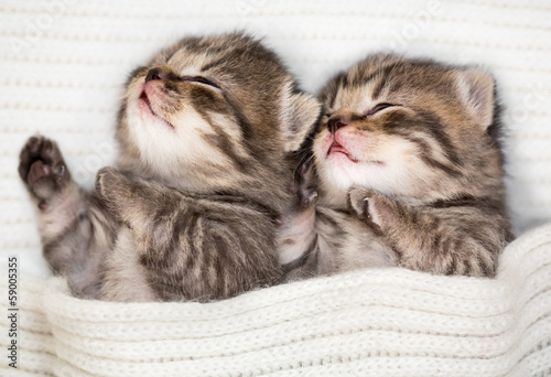 Two sleeping baby kitten