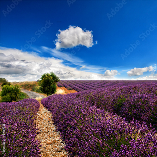 Lacobel lavender field