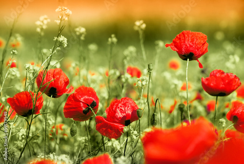 poppy field