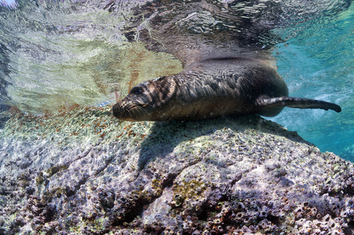 Fototapeta Californian sea lion seal underwater