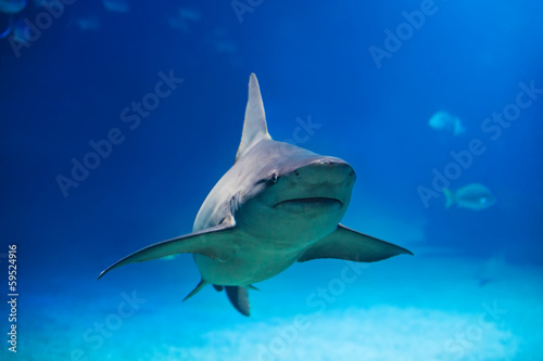 Lacobel Shark under water,big predator fish