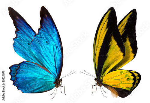Lacobel butterfly macro background