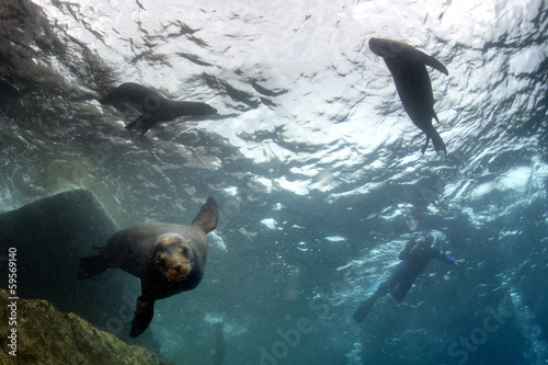 Fototapeta Puppy sea lion underwater looking at you