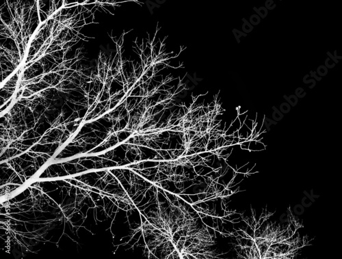  bare tree branches on a black background