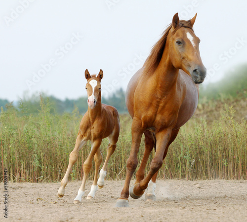 Fototapeta mare and foal