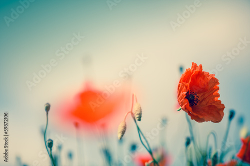 Mohnblumen auf Sommerwiese