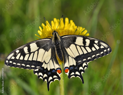 Fototapeta Swallowtail (Papilio machaon)